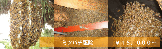 ミツバチ駆除　１５，０００から