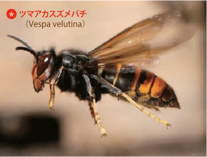 ツマアカスズメバチの写真