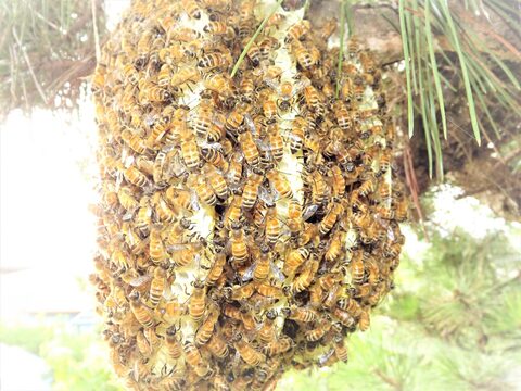 ミツバチの分蜂