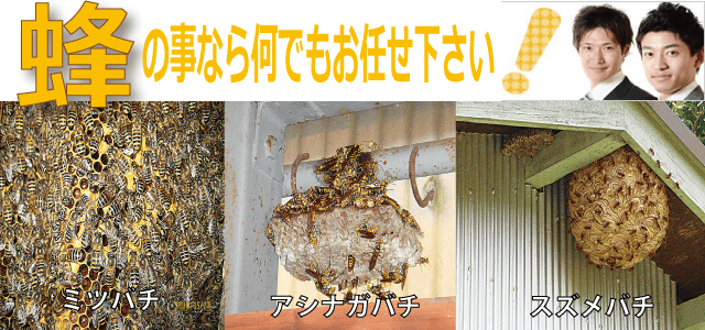 蜂のことなら
何でもお任せ下さい