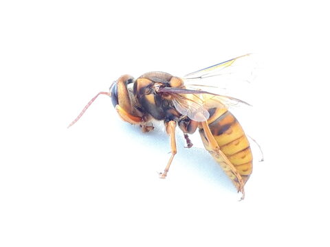 キイロスズメバチの画像