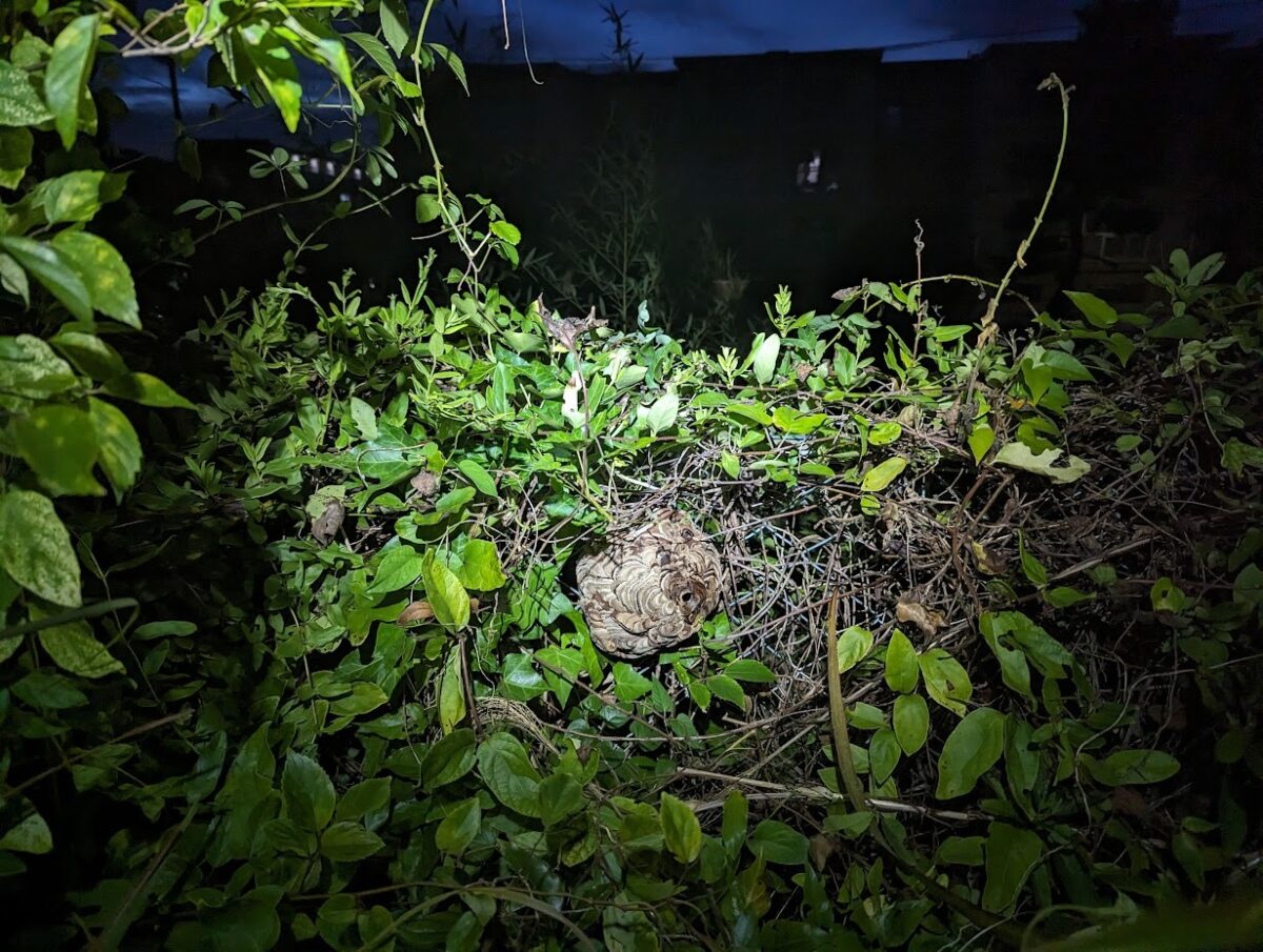 愛知県立緑丘高等学校のコガタスズメバチの駆除前の巣