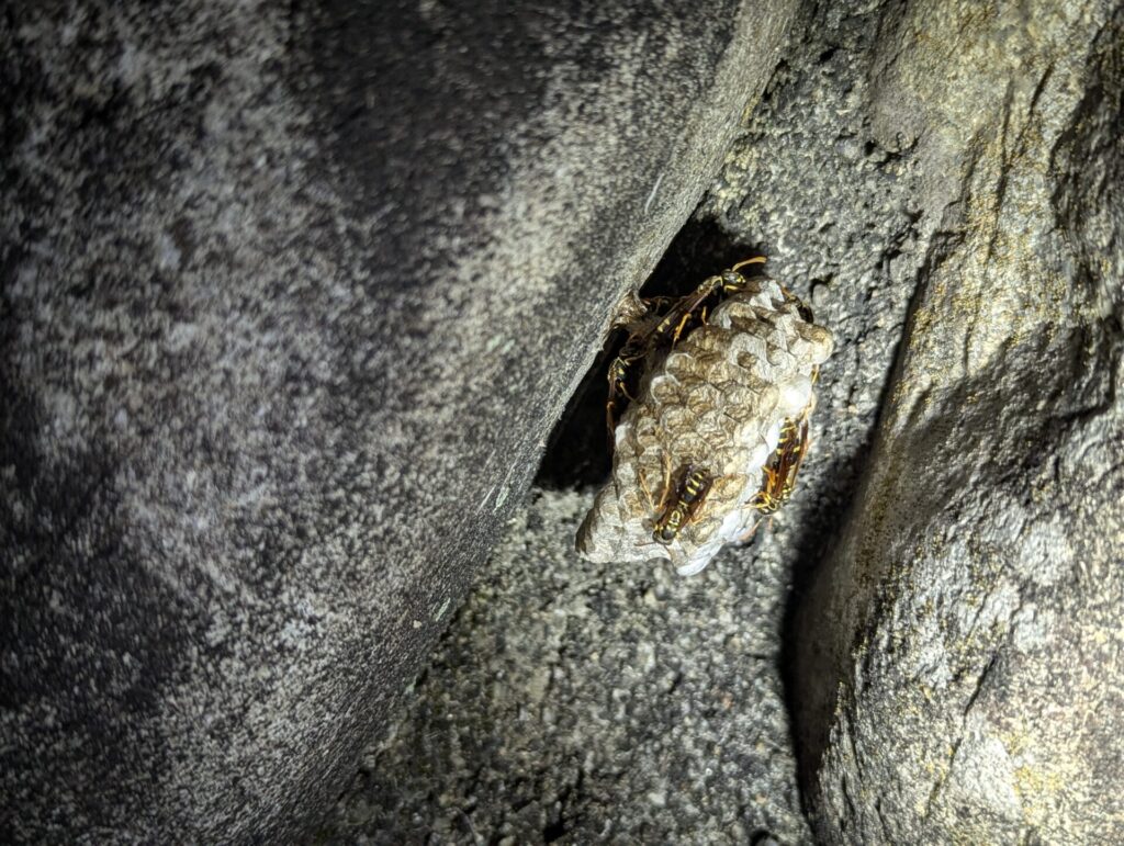 笠原町向島区の石垣の隙間にある巣の画像