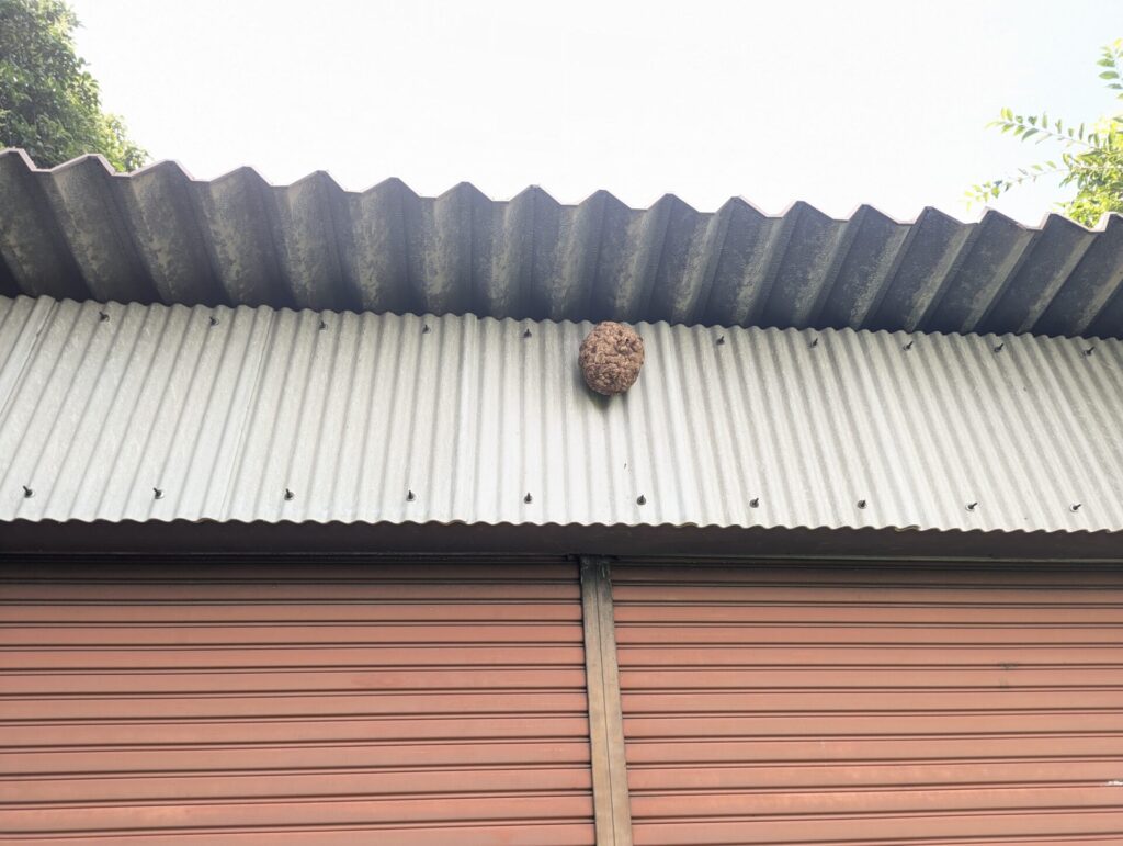 多治見市前畑町の倉庫にできたキイロスズメバチの引越し巣の画像