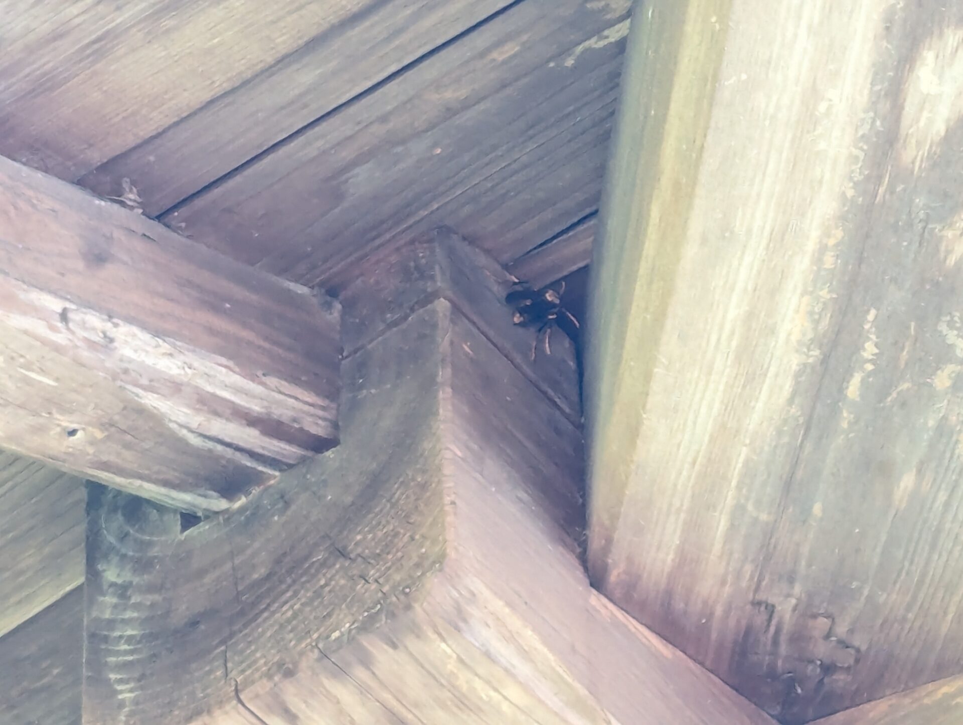 最新ハチ駆除事例