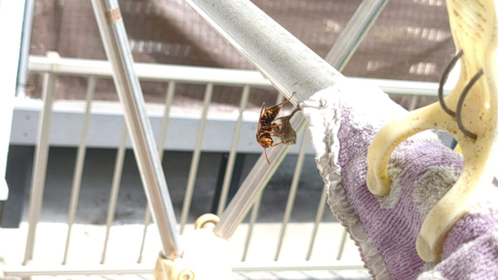 刈谷市一ツ木町で物干しの死角に営巣したセグロアシナガバチの巣
