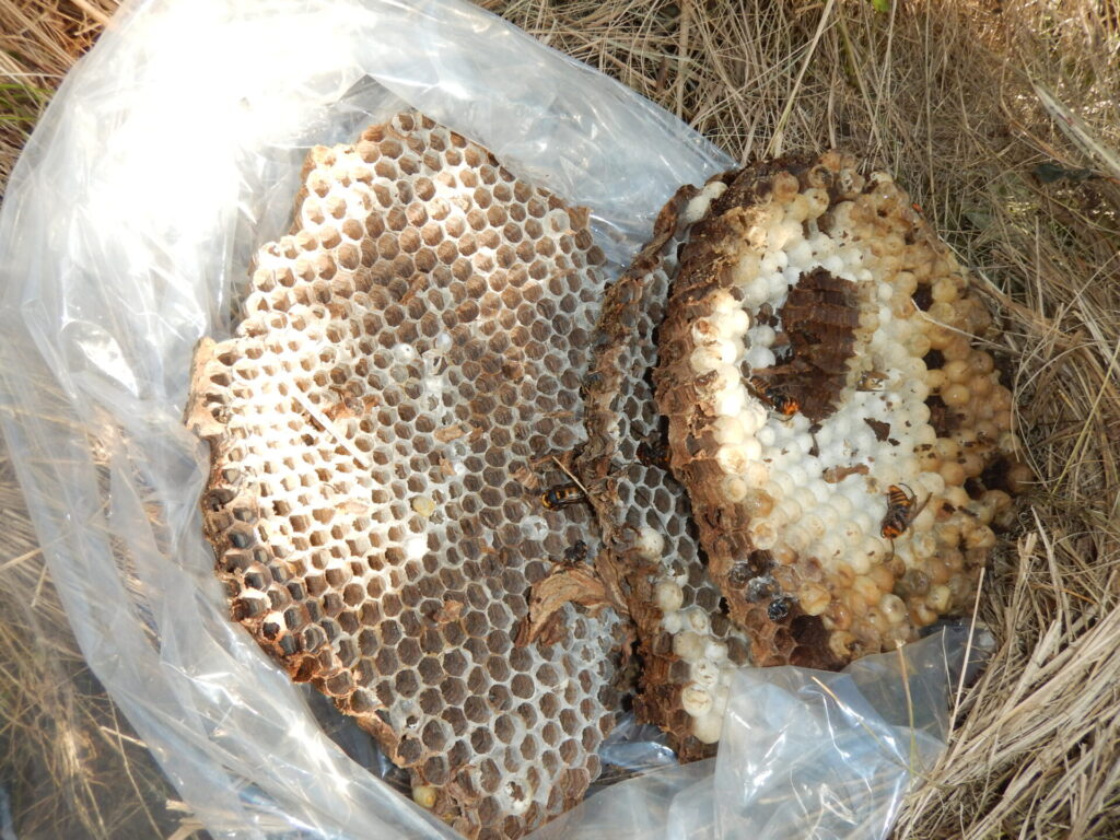 愛知県東郷町・東郷PA（下り）でのオオスズメバチ駆除。土中から取り出した巨大な巣盤。スズメバチ110番・南勢養蜂場。
