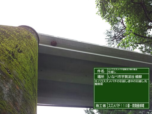 いなべ市役所様よりご駆除依頼いただいた、宇賀渓谷の橋脚高所に作られたキイロスズメバチの引越し巣