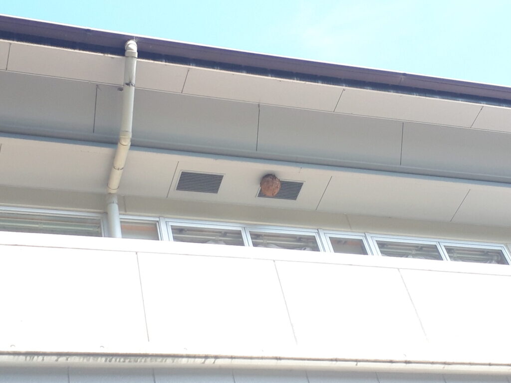 いなべ市立藤原中学校の校舎の軒下高所に作られたキイロスズメバチの引越し途中の巣