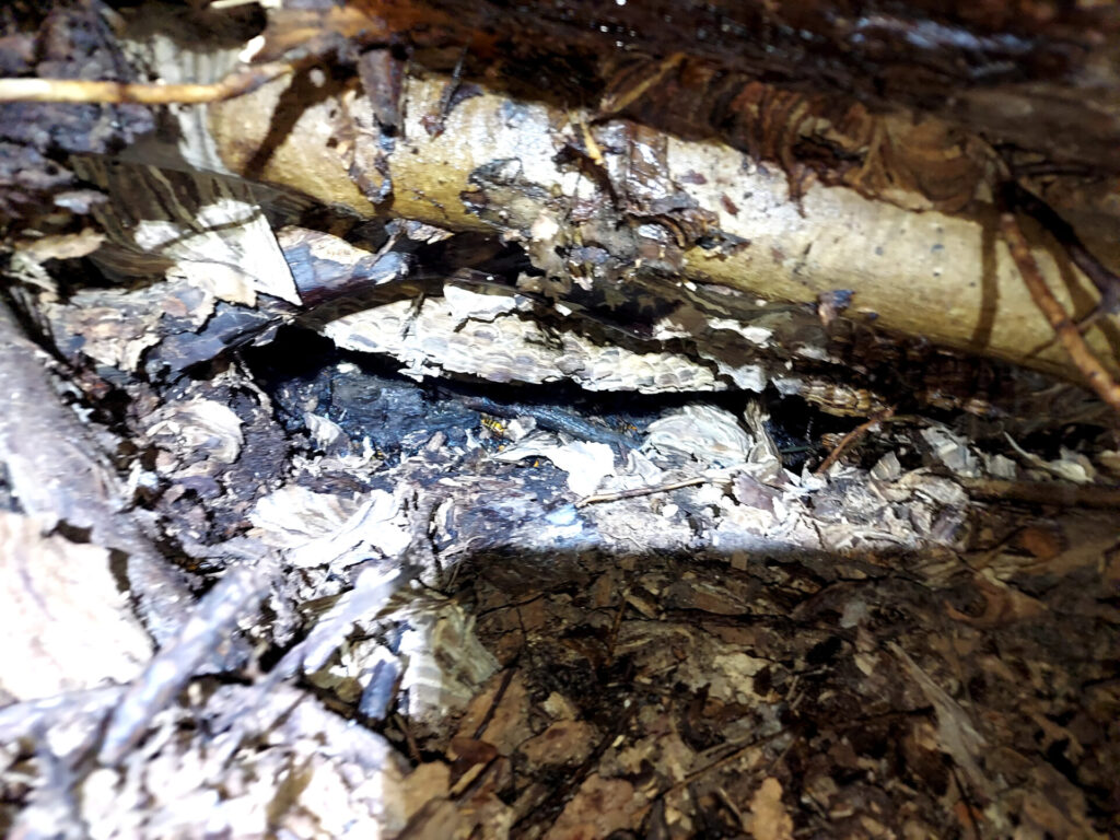 豊明市役所様からのご依頼で駆除を行った、栄町大原の公園の土中に営巣したオオスズメバチの巣