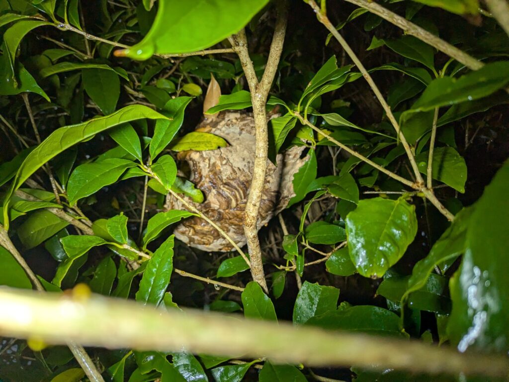 伊勢市の明野高校様から駆除依頼の金木犀にできたコガタスズメバチの巣