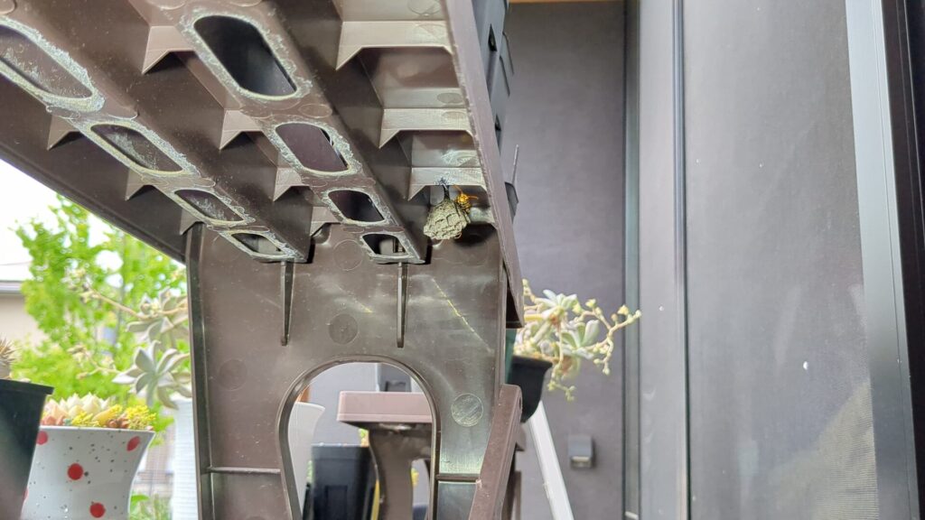 四日市市柴田の戸建て住宅のプランター台の下にセグロアシナガバチが営巣。駆除前
