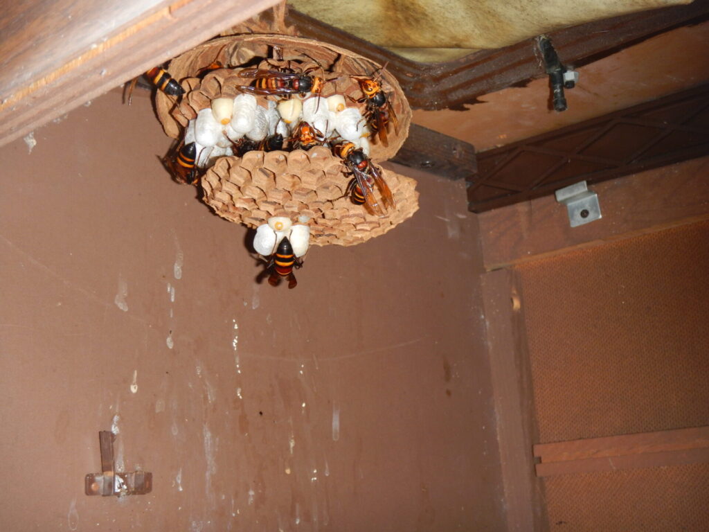 東郷町白鳥の庭に置かれた物置の中に営巣したヒメスズメバチの駆除前の巣。
特徴的な吊鐘状の巣。