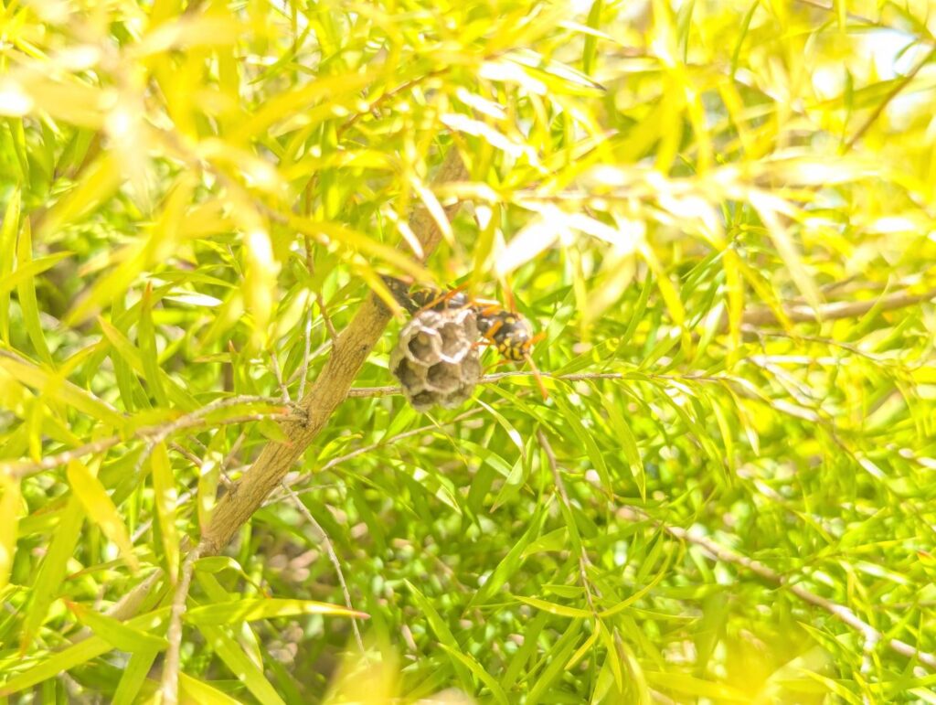 岡崎市橋目町の庭に植えてあるメラレウカの枝葉の間に営巣していたフタモンアシナガバチの巣と女王バチ。育房が９部屋程の大きさ。