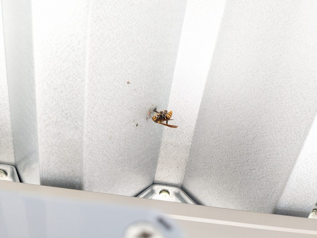 高山市桐生町の戸建住宅のカーポートに営巣したキアシナガバチの巣と女王バチ。
作り始めてから数日の育房が３つ程の状態。