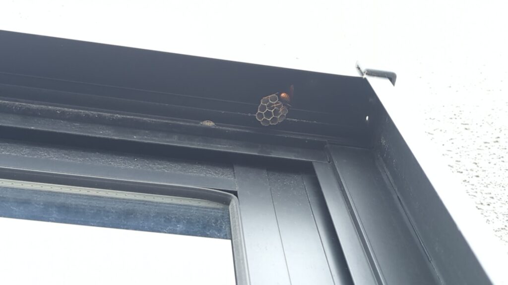 玉城町中楽の戸建て住宅の一階窓枠サッシに営巣を始めたセグロアシナガバチの嬢王バチと巣。