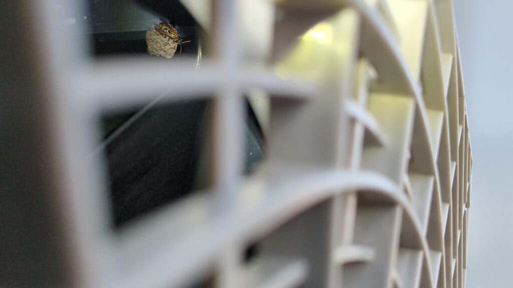 松阪市高町の戸建住宅のエアコン室外機内に営巣したフタモンアシナガバチの巣と嬢王バチ。