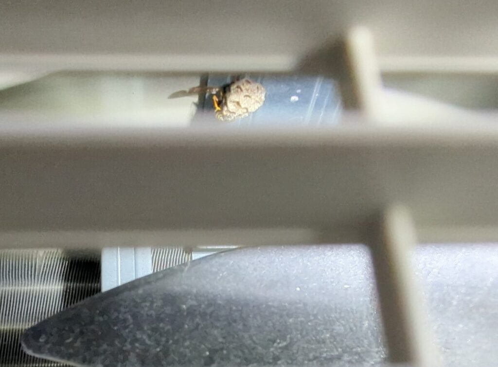 大垣市楽田町の戸建て住宅の庭に置かれた室外機の中にフタモンアシナガバチが営巣。
働きバチが羽化していない初期巣。