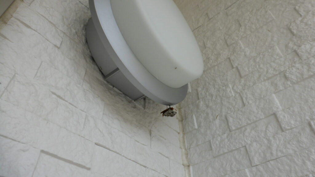 岐阜市今嶺の民家の玄関ポーチのライトにセグロアシナガバチが巣を作り出した様子