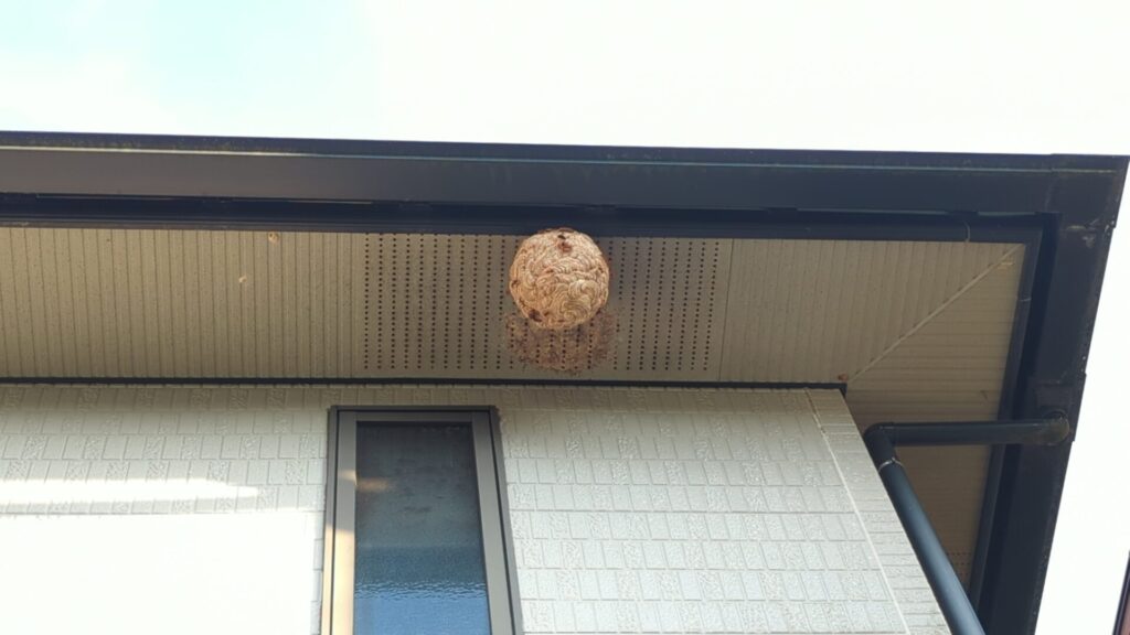 岐阜市芥見の民家で駆除依頼があった2階軒下にできたキイロスズメバチ(引越し巣)の画像。
