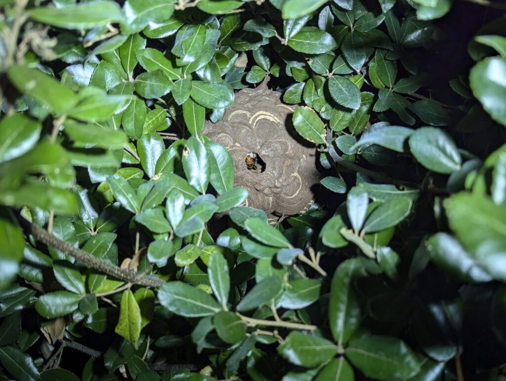 沓掛町金山（ナガバノイシモチソウ自生地）の樹木に営巣していたコガタスズメバチの駆除前の巣の画像。
巣穴から蜂が見えている。