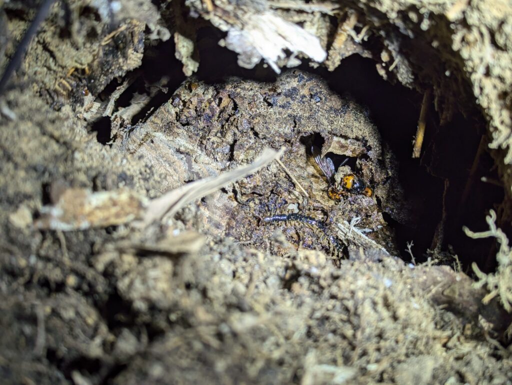 豊明市役所様からのご依頼で駆除対応した、勅使水辺公園の遊歩道脇の土中に営巣したオオスズメバチの巣