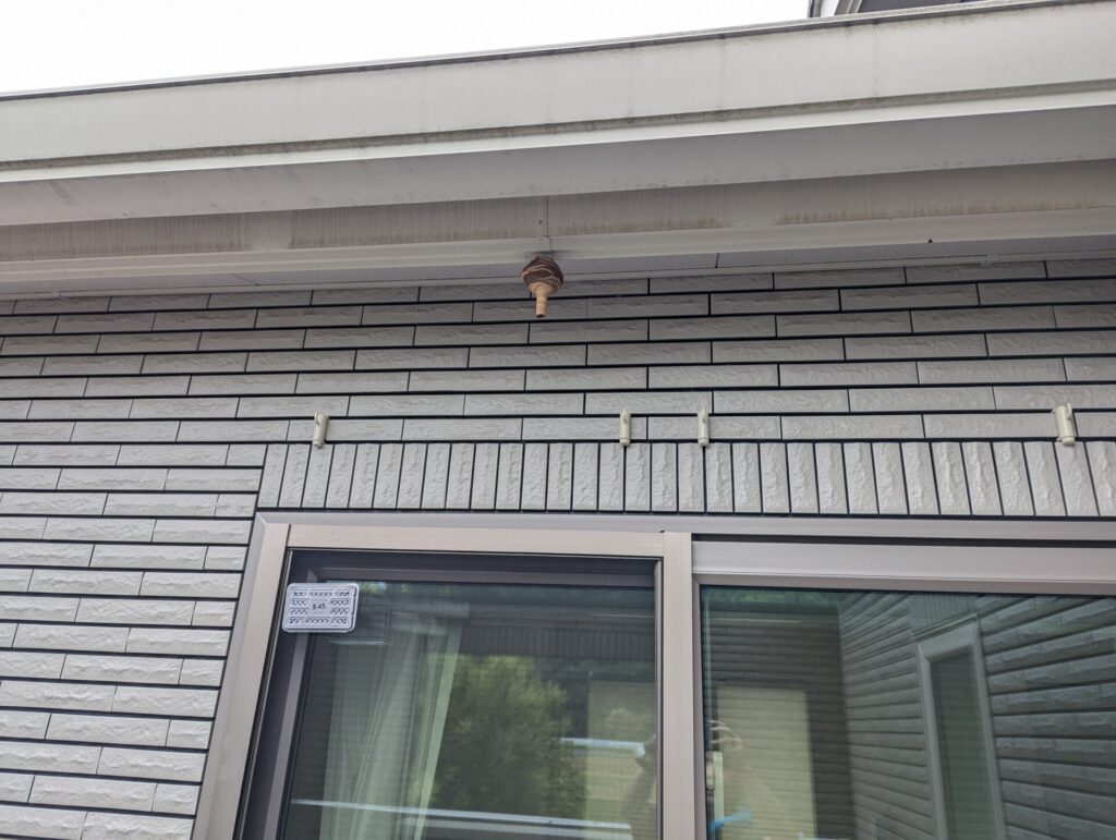 岐阜県岐阜市岩田東の戸建てベランダの軒下に作ったコガタスズメバチの初期巣の画像。