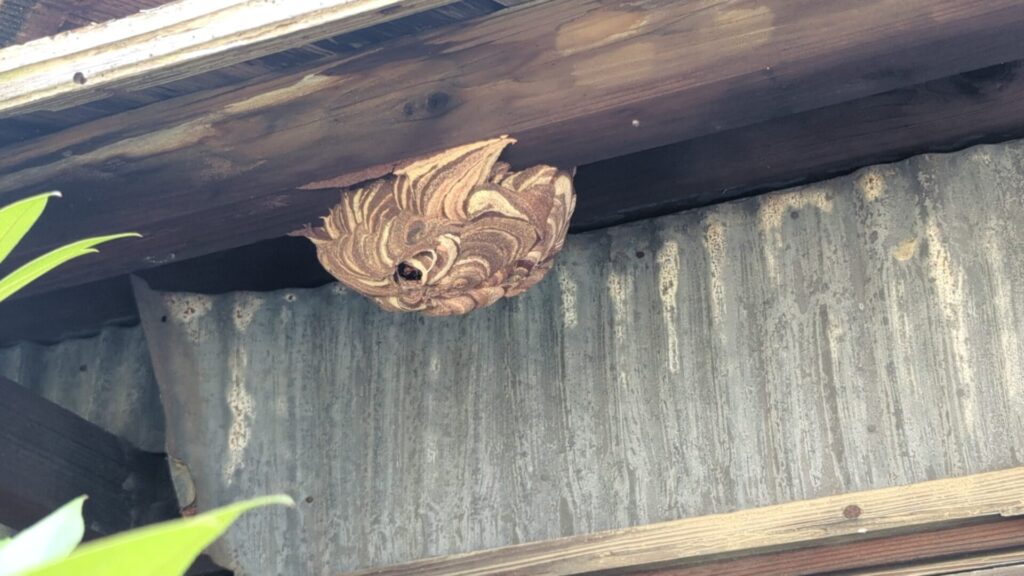 岐阜県岐阜市如月町の戸建ての一階軒下にできたコガタスズメバチの駆除前の巣の画像です。