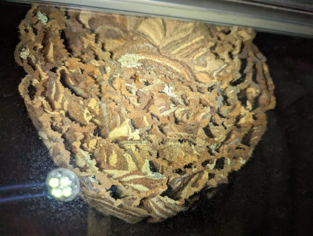 高山市川原町の戸建ての二階の窓ガラスに巣の内部が丸見えの珍しい形で作ったコガタスズメバチの部屋の中から撮った駆除前の巣の画像です。