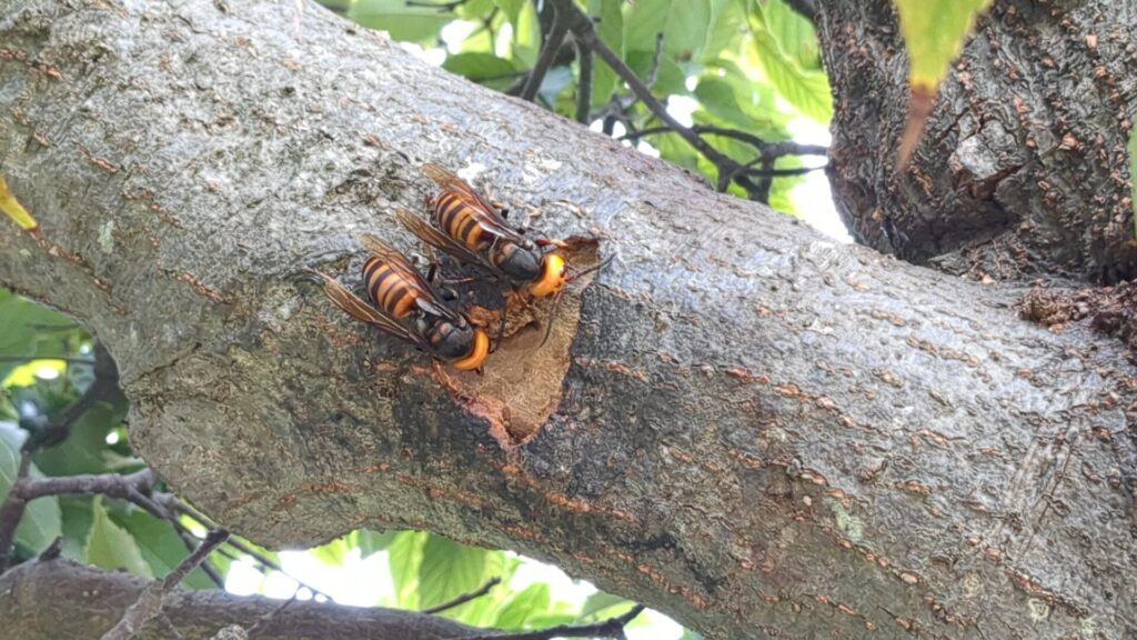 愛知県立豊明高等学校様よりご依頼いただいた、スズメバチが樹液を求めて集まっていた運動場の樫の木でオオスズメバチが樹液を吸っている状況の画像です。