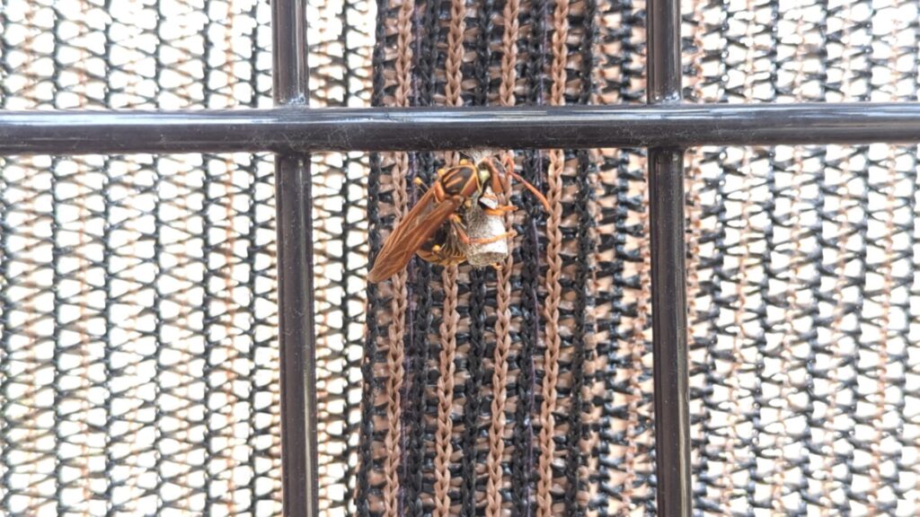 名古屋市港区金川町のフェンスに作りかけたセグロアシナガバチの巣。フェンスに目隠しがかけてあり同化していて遠目からではなかなか見つけづらい状況。