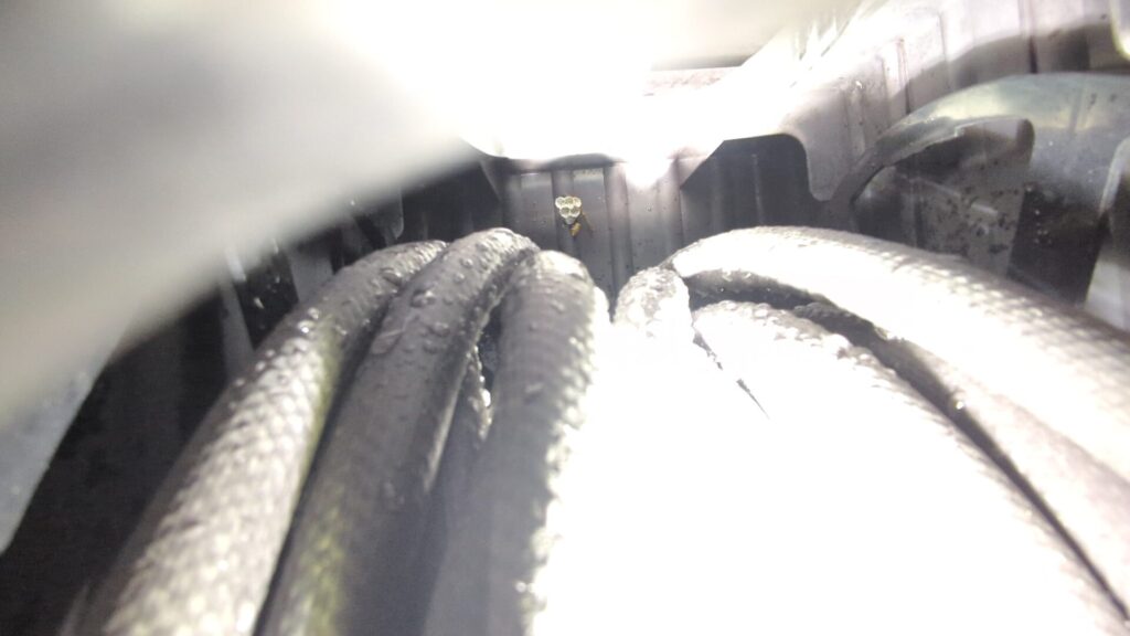 玉城町の民家の庭に置いてある散水ホースのBOX内に作り始めたセグロアシナガバチの巣と女王バチ