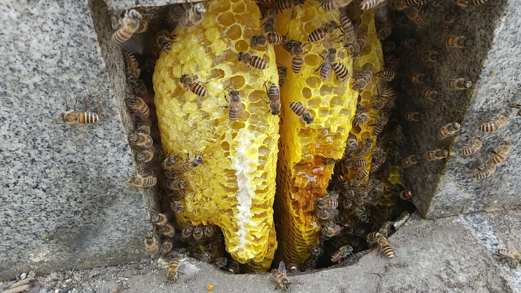 名古屋市千種区・平和公園での駆除事例：墓石の隙間（納骨室）に作られたミツバチの巣