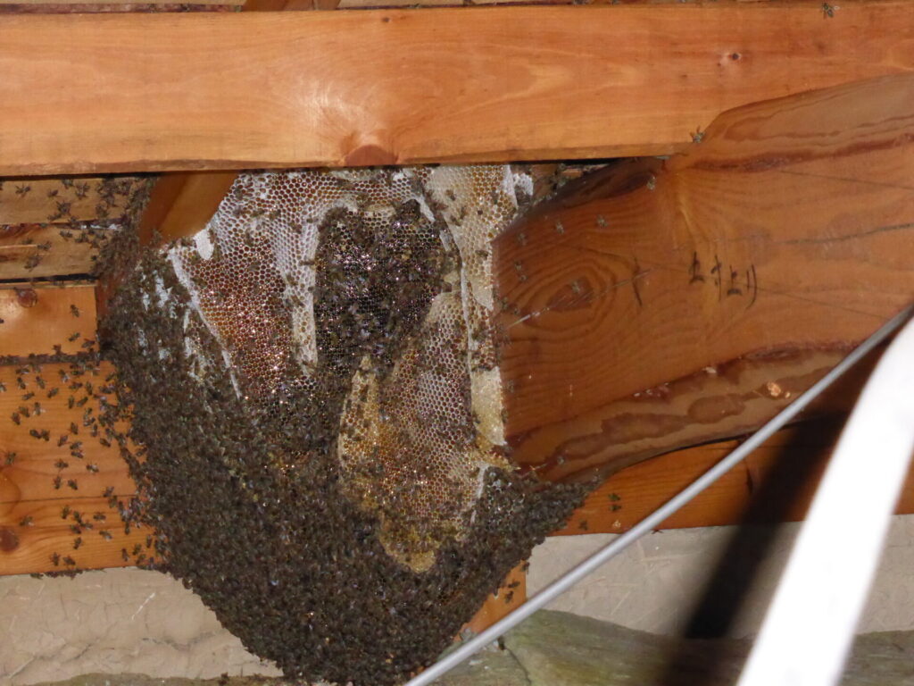 岐阜県岐阜市蔵前の民家屋根裏に作られた巨大なミツバチの巣（駆除前）