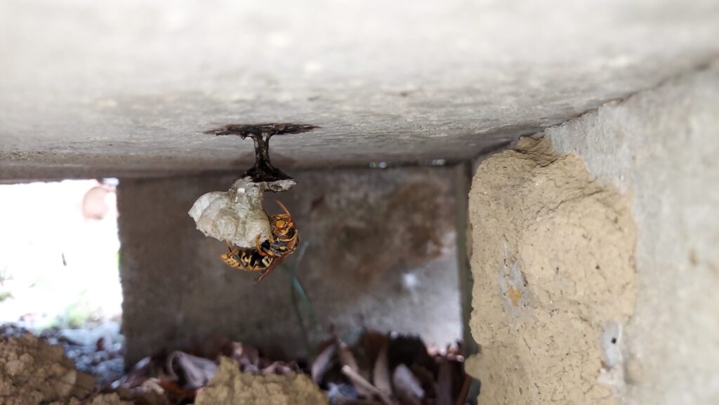 いなべ市北勢町の戸建て住宅のコンクリート隙間に作られ始めた、アシナガバチの初期の巣と女王蜂