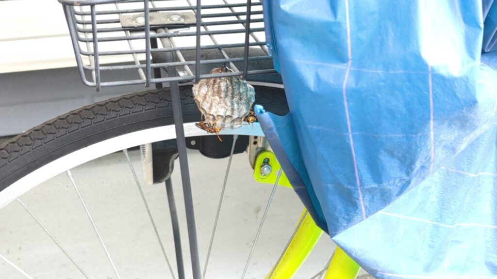 一宮市奥町でのセグロアシナガバチ駆除事例。自転車のカゴの下に作られた蜂の巣。
