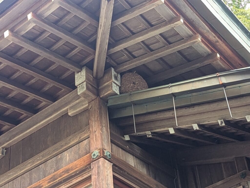 三重県伊賀市の敢國神社にて、建物の軒下（木組み）に営巣したキイロスズメバチの引越し巣
