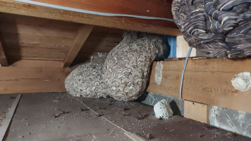 天井裏に複数作られたキイロスズメバチの巣の駆除現場（伊賀市荒木）薬剤で死滅させ巣の撤去前