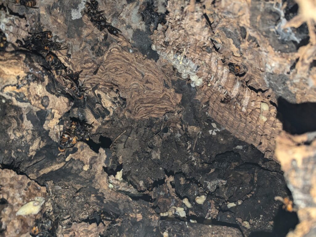 伊賀市のお寺の敷地内、土の中に営巣した凶暴なオオスズメバチの駆除現場