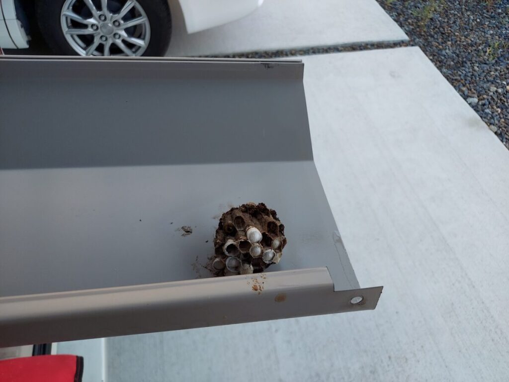 稲沢市国府宮町にて、シャッター内部に営巣したアシナガバチの駆除。シャッターを分解し、中から出てきた巣の様子。