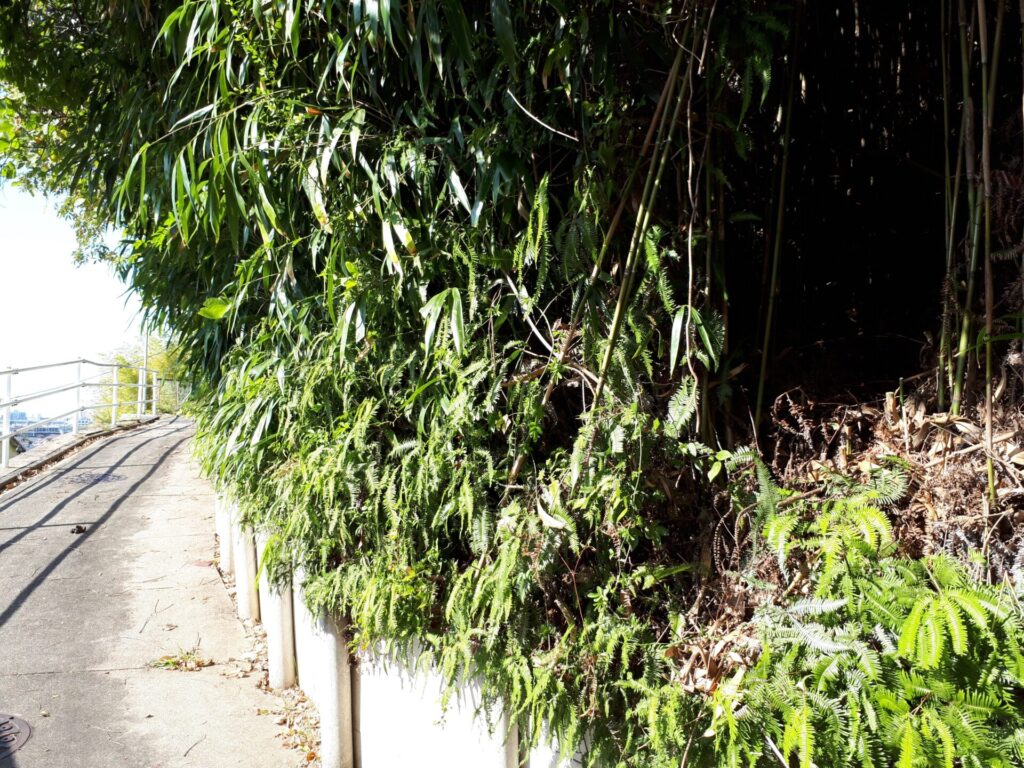 名古屋市緑区鳴海町石堀山の駆除事例。竹（笹）とシダ植物が群生し、水はけが良くオオスズメバチが最も好む土質の法面（斜面）全景。