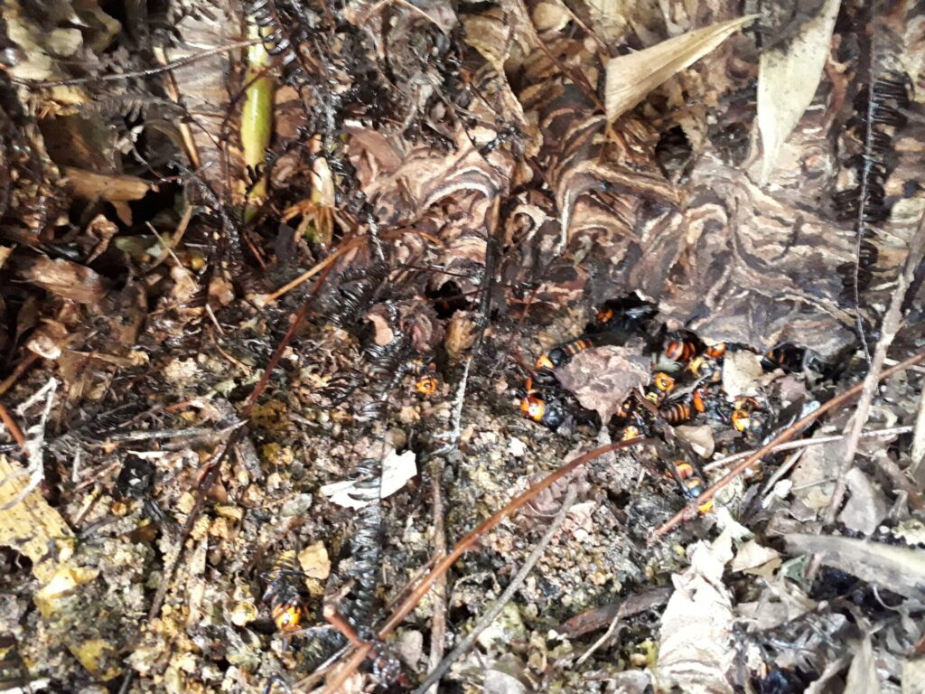 名古屋市緑区鳴海町石堀山での駆除事例。竹や笹が生え、水はけの良い法面の土中に作られたオオスズメバチの巣と駆除された大量の働き蜂。