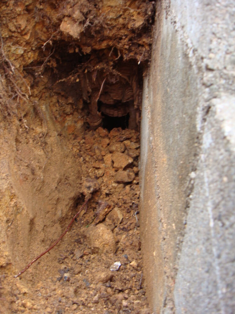 名古屋市緑区役所様より依頼を受けた、緑区鶴が沢（高砂橋付近）の遊歩道沿い土手におけるオオスズメバチ駆除の施工写真。巣を掘り起こした巣の様子。