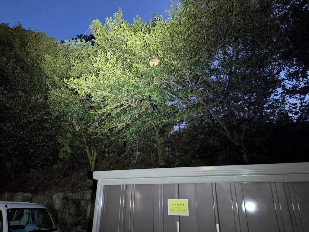 鈴鹿さくら病院の敷地内、樹木の高所に作られたコガタスズメバチの巣