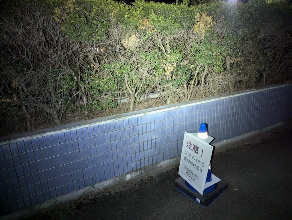 鈴鹿中等教育学校の植え込みに作られたコガタスズメバチの巣