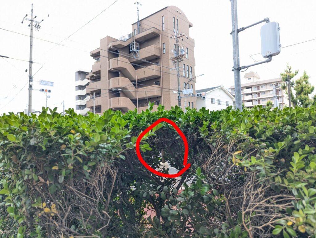 名古屋市名東区上社：歩道沿いの垣根に隠れて作られたコガタスズメバチの巣（赤丸部分）