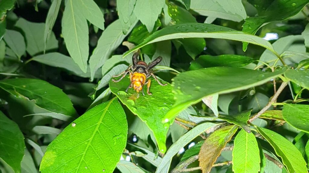 三重県紀北町東長島でアブラムシの甘露を求めてカシの木に飛来したコガタスズメバチ