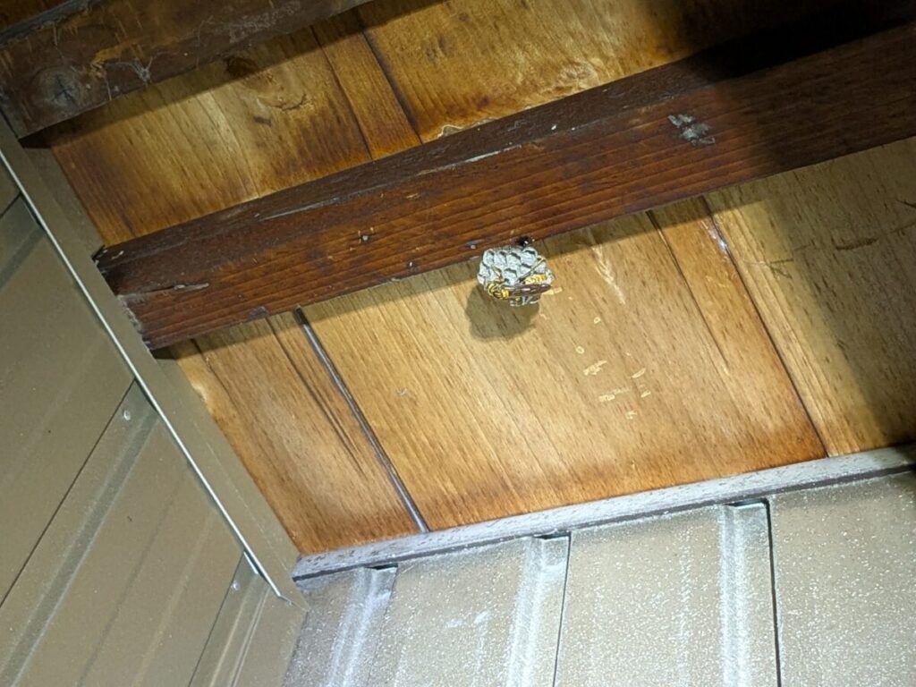 一宮市大和町で駆除したセグロアシナガバチの巣
