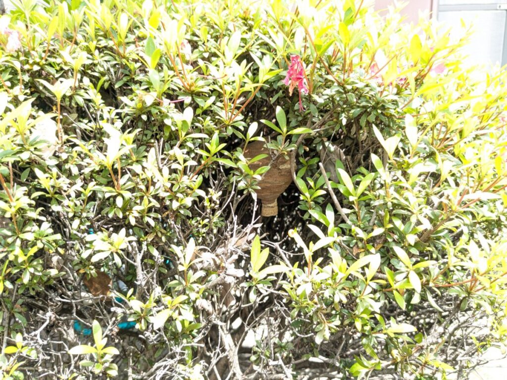 愛知県名古屋市南区三吉町の戸建て住宅の庭のツツジの木に営巣したコガタスズメバチの初期巣。
剪定時に大きな刃羽音と共に蜂が飛び出してきた現場。