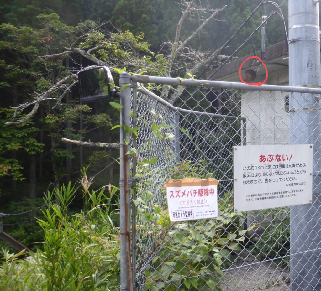岐阜県下呂市の岩屋ダム周辺施設で行ったキイロスズメバチの引っ越し巣の駆除。